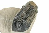 Detailed Reedops Trilobite - Atchana, Morocco #252400-5